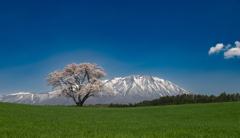 小岩井・・・春