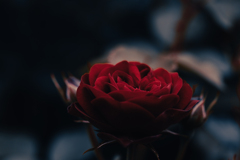 高貴な薔薇