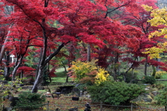 2020～紅葉2