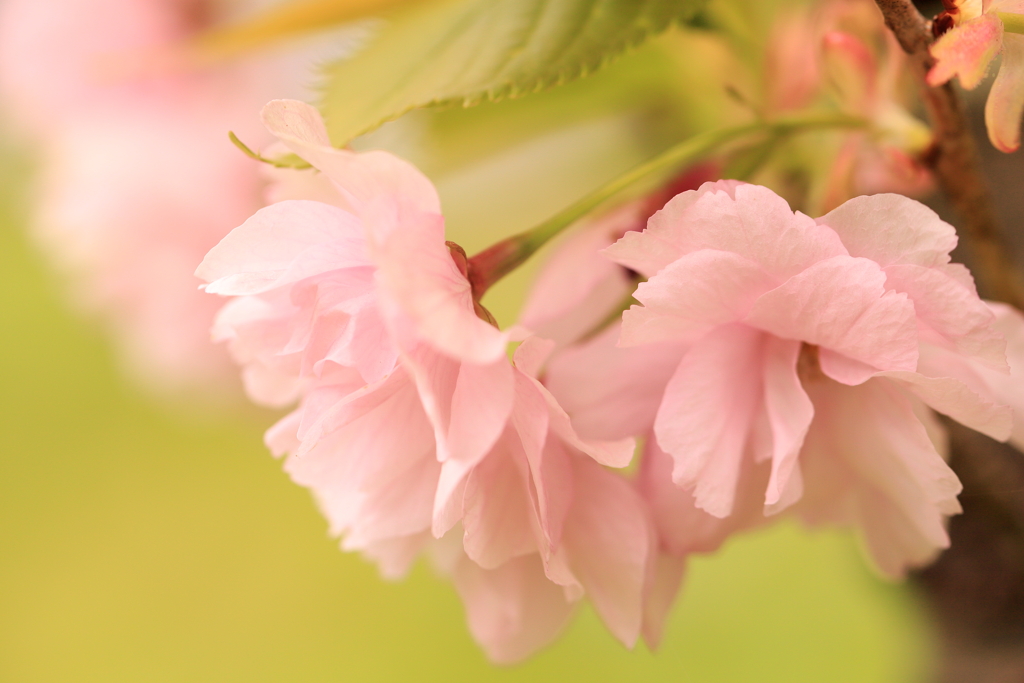 八重桜