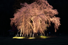 おしら様桜ライトアップ