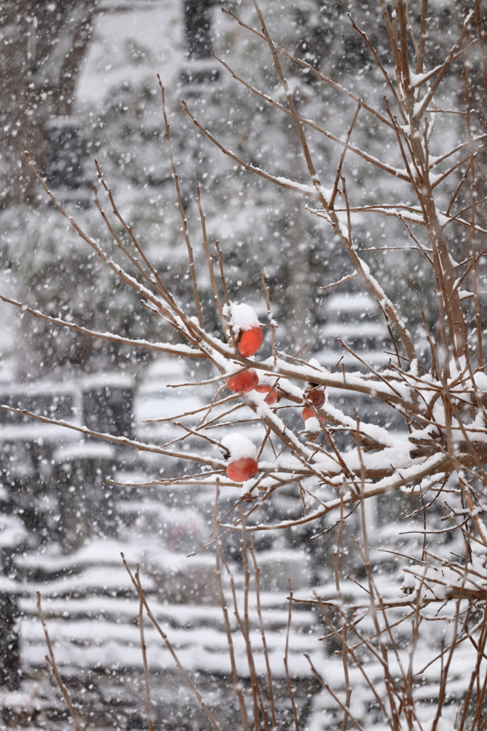 雪に耐えています