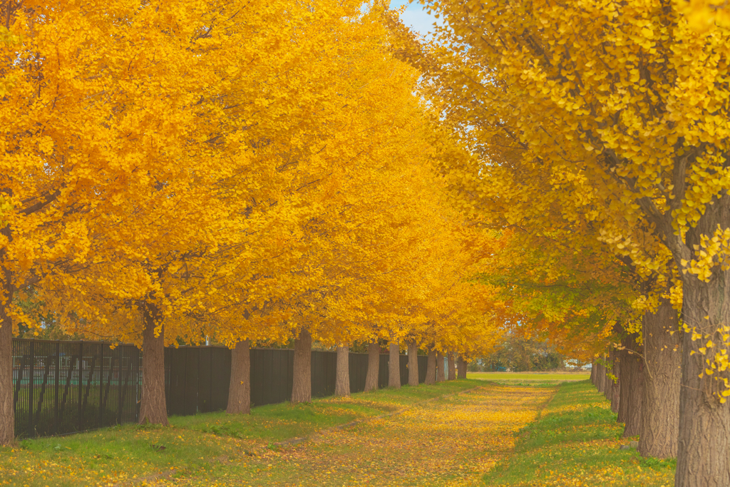 イチョウ並木Ⅱ