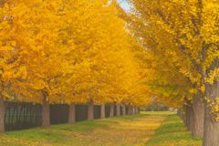 イチョウ並木Ⅱ