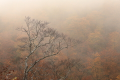 紅葉をかくす霧