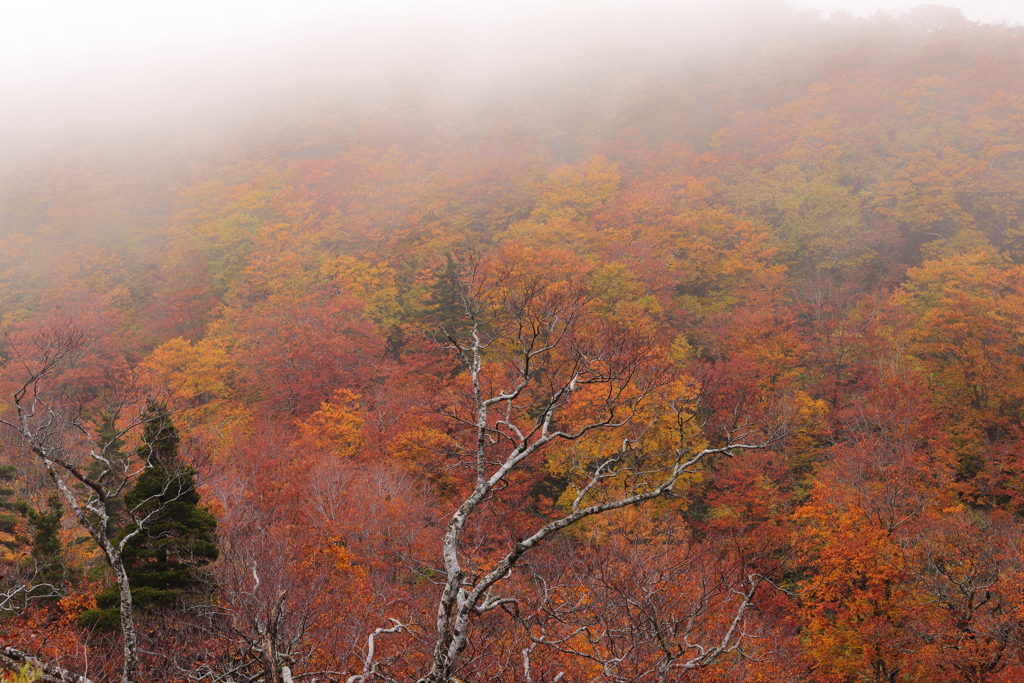 紅葉をかくす霧・・