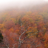 紅葉をかくす霧・・