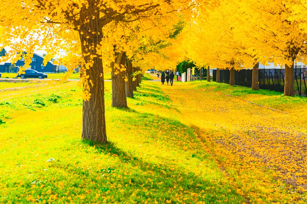 イチョウ並木Ⅲ