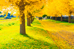 イチョウ並木Ⅲ