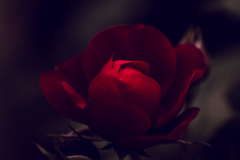 高貴な薔薇2