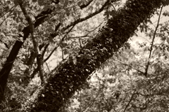 IMGP0351