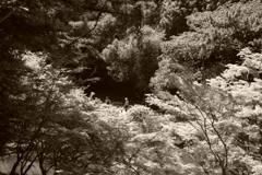 IMGP0372
