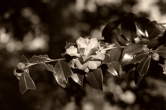 IMGP0468