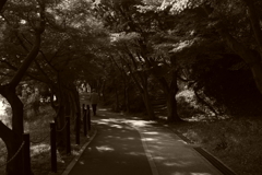 IMGP5019