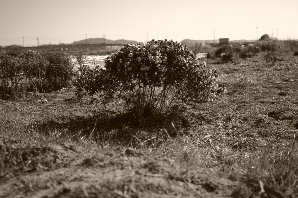 IMGP0368