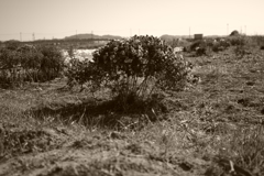 IMGP0368