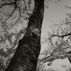 L1004890