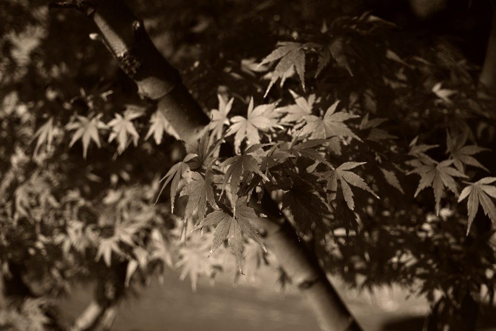 IMGP0357