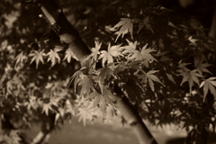 IMGP0357