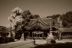 IMGP0367