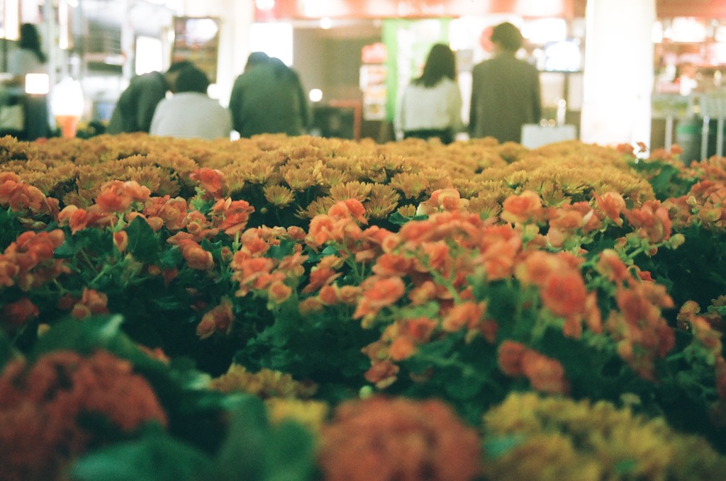 FlowerArtMuseum