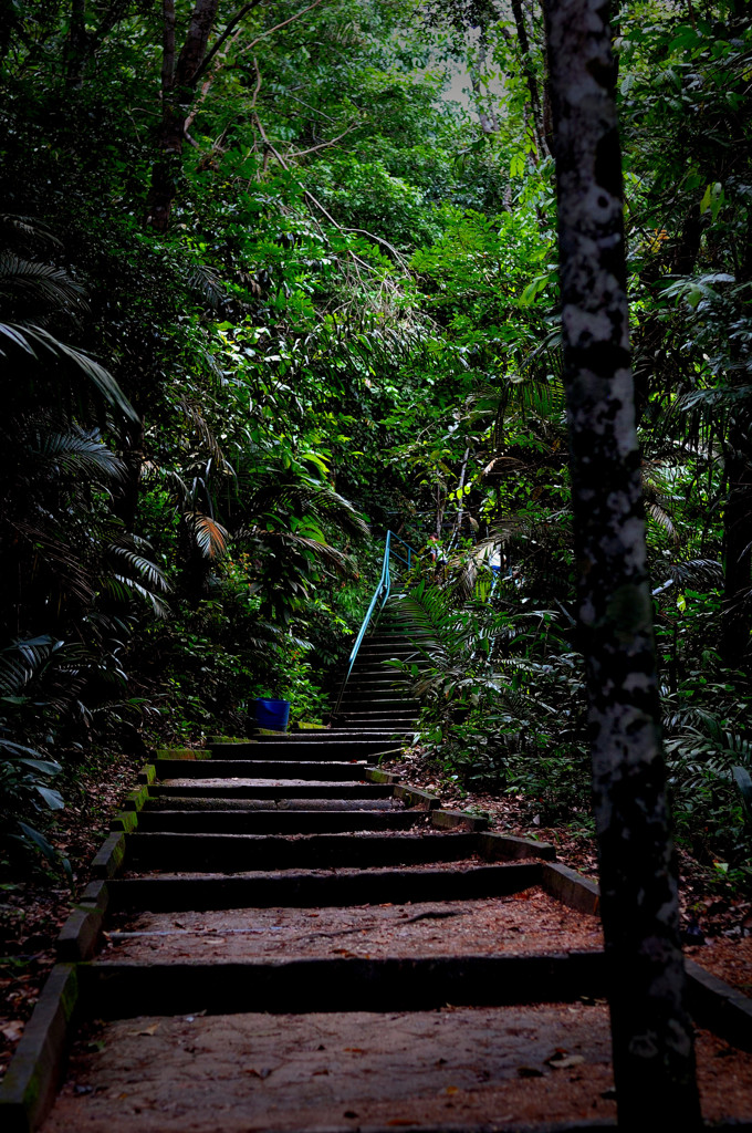 Jungle way