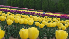 花遊び