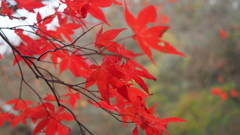 紅