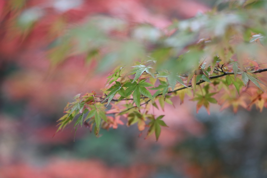 青紅葉