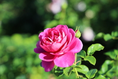 秋薔薇