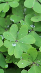 四つ葉のクローバー
