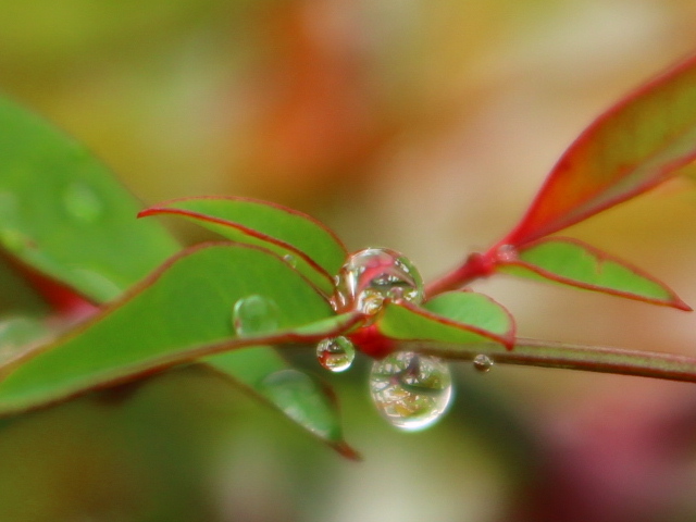雨上がりの双子