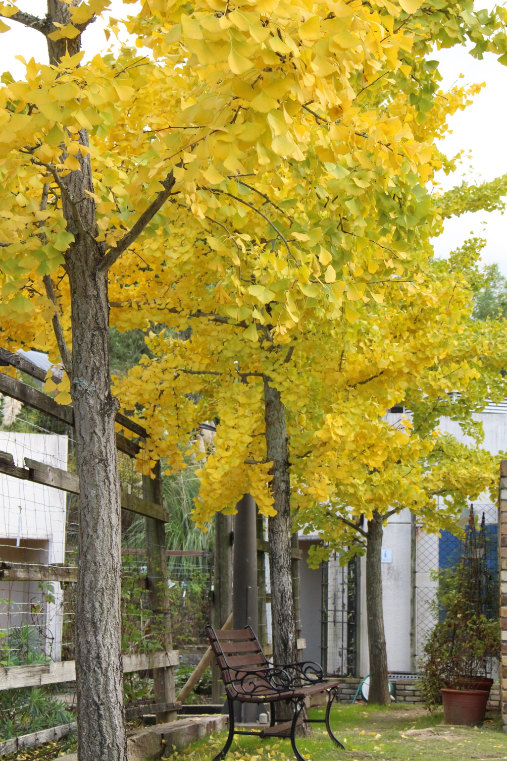 銀杏の木の下で・・・