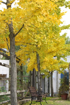 銀杏の木の下で・・・