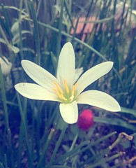 台風に負けない花