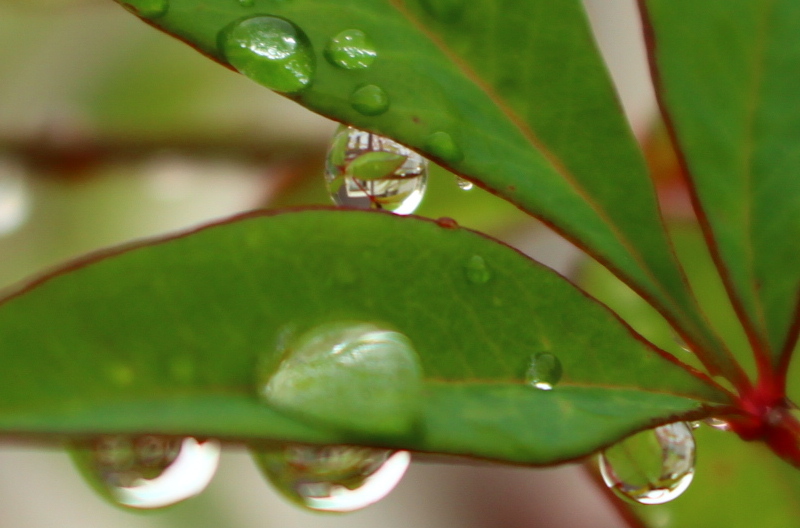 雨上がり・・・