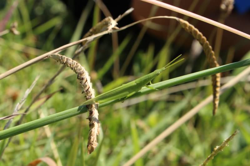 バッタはどこだ？？