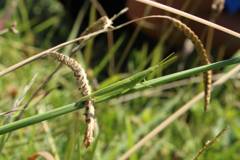 バッタはどこだ？？