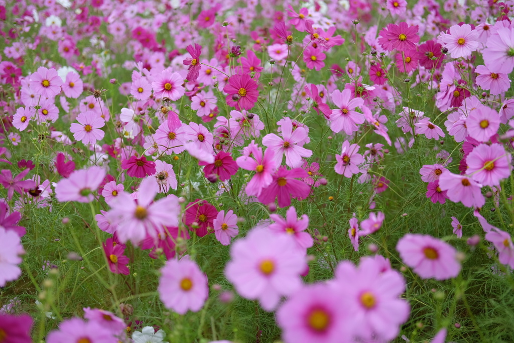 ファイル 2017-10-17 14 33 01