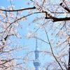 sakura&skytree