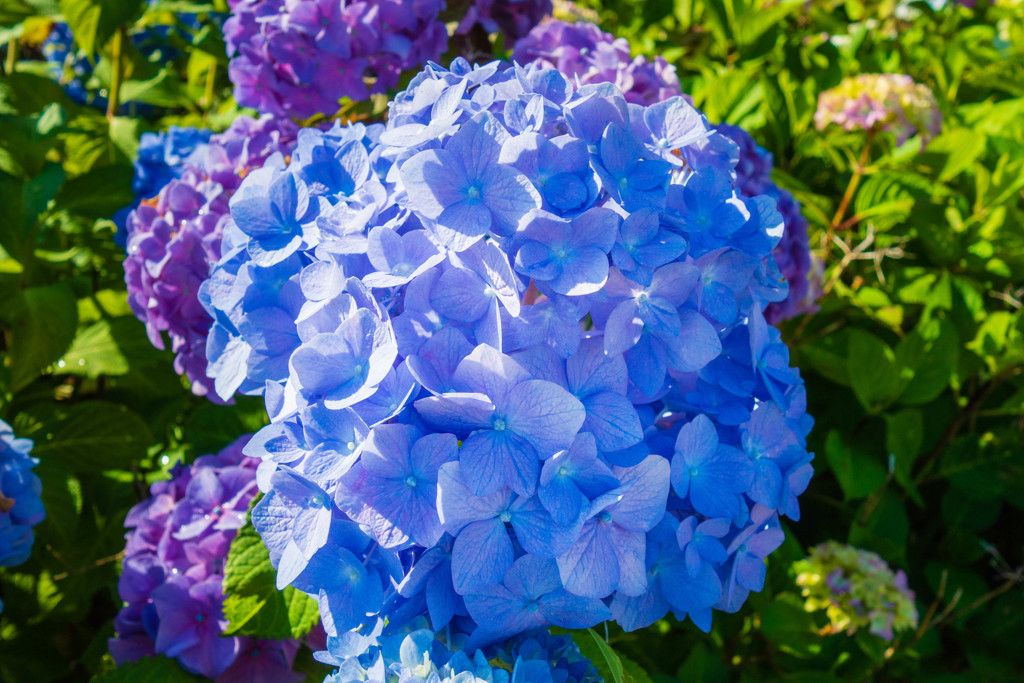 朝の紫陽花