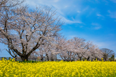 桜が満開