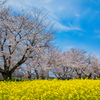 桜が満開