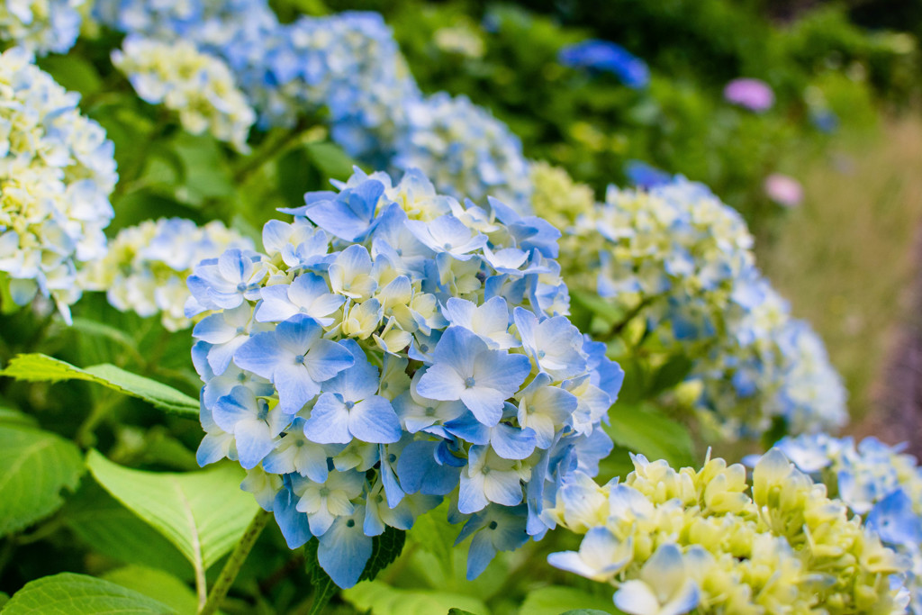 21世紀の森公園の紫陽花