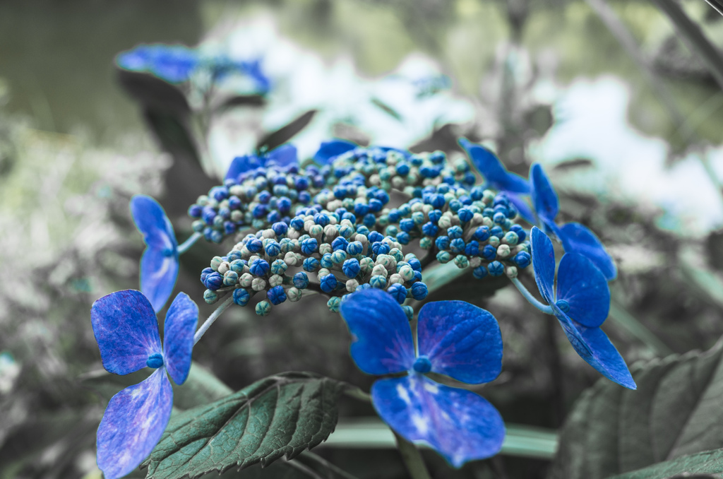 紫陽花
