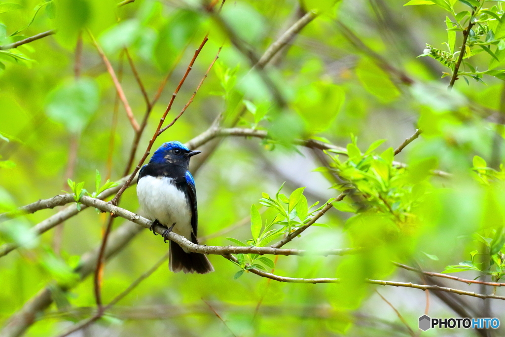 幸せの青い鳥