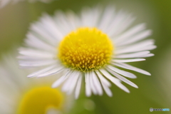 線路わきのお花