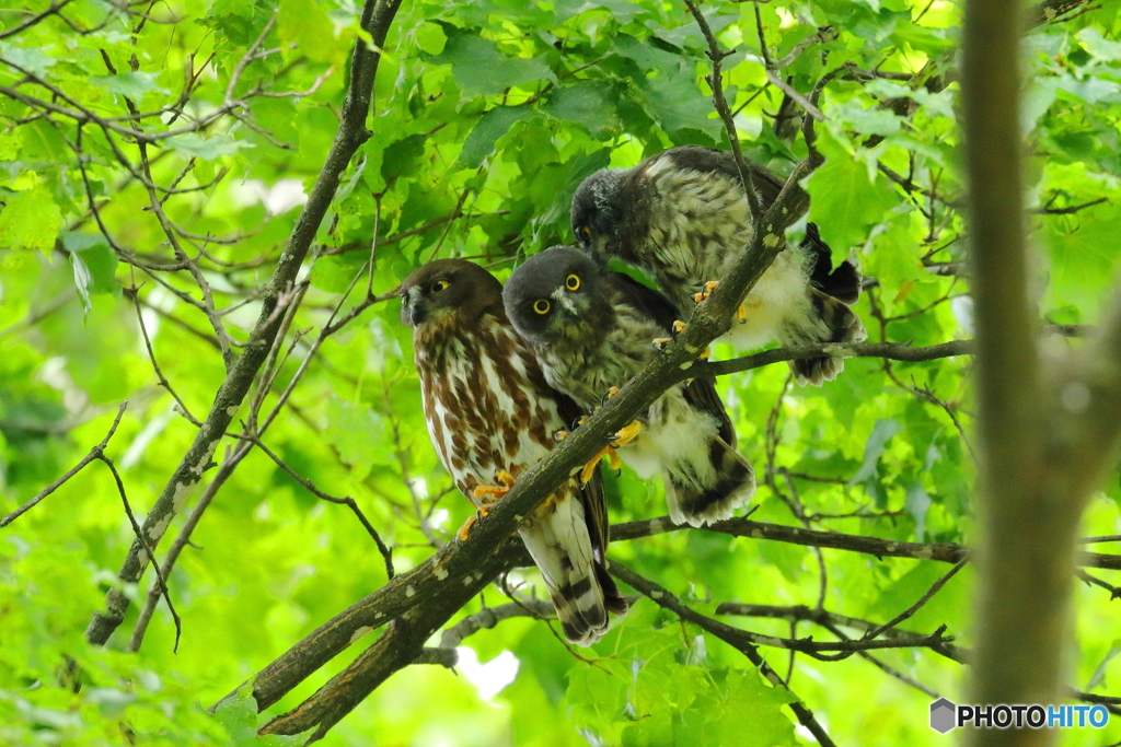 アオバズク親子
