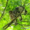アオバズク親子