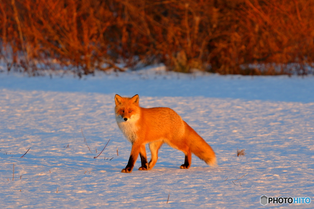 夕陽で輝く金色狐